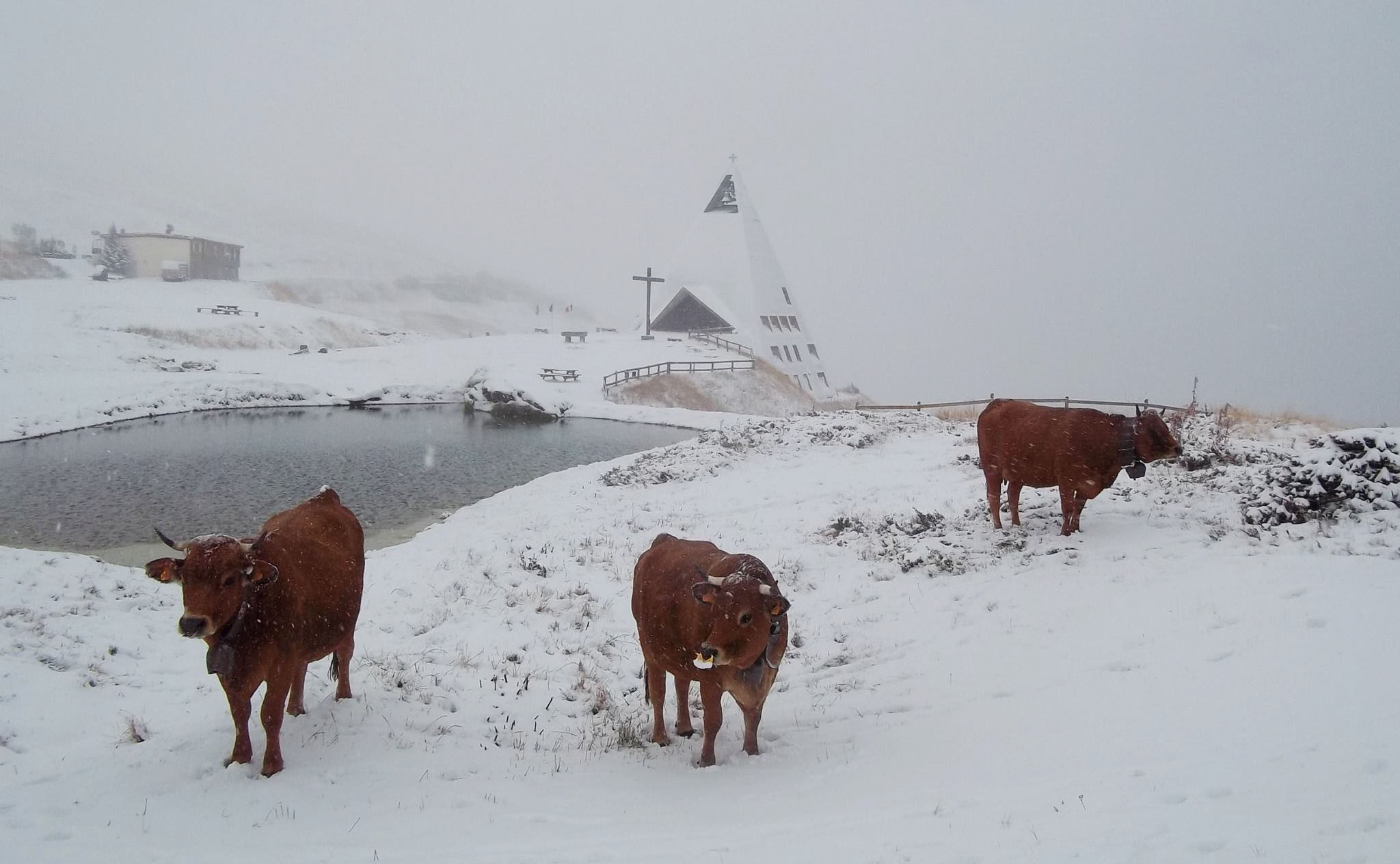 Brrrr... che freddo: ma le mucche lo patiscono o no?